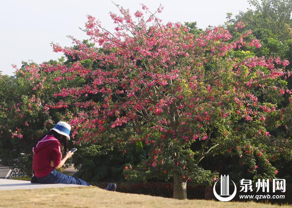 冬景缤纷似春华 来泉州赏南国冬韵图