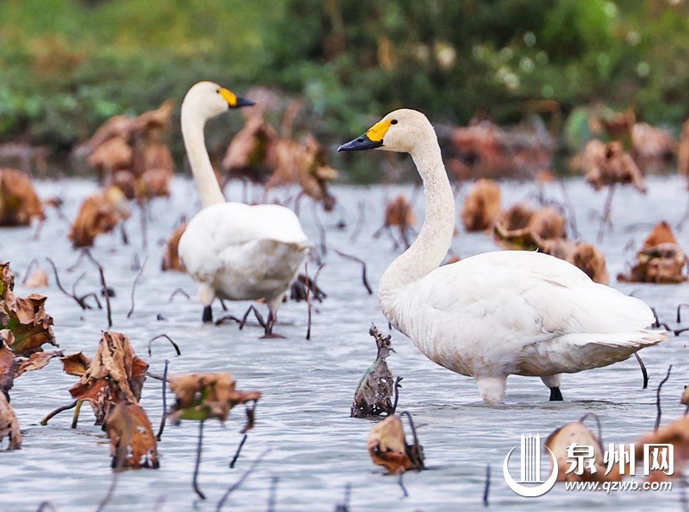 冬景缤纷似春华 来泉州赏南国冬韵图