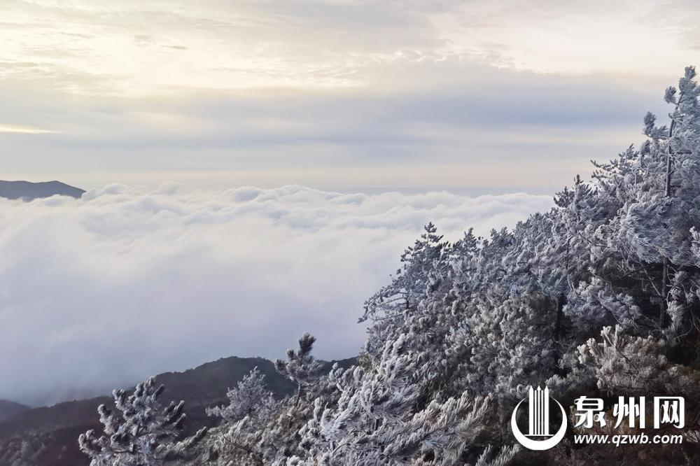 冬景缤纷似春华 来泉州赏南国冬韵图