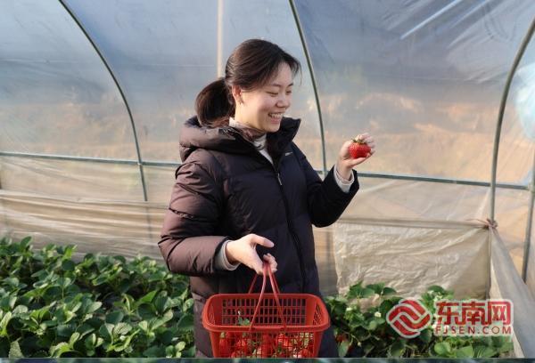 三明泰宁：草莓变身“甜蜜致富果”农旅融合激活乡村经济
