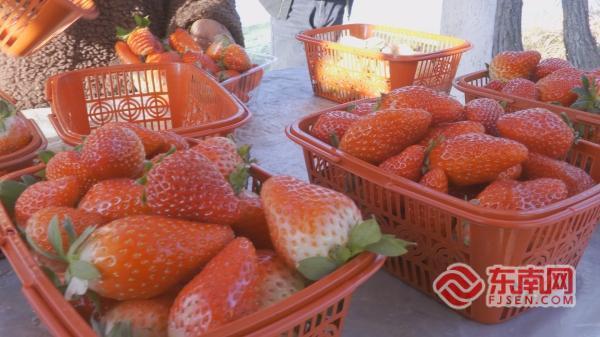 三明泰宁：草莓变身“甜蜜致富果”农旅融合激活乡村经济