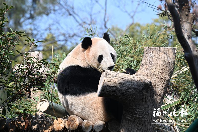 福州熊猫世界焕新开园