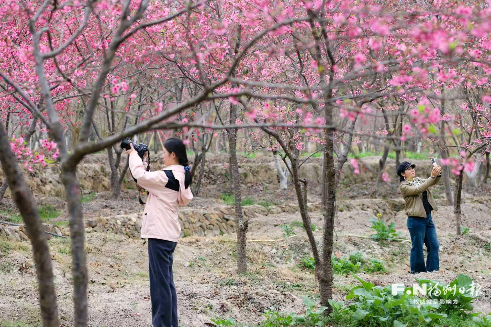 早樱满枝迎新春 花海赋能文旅兴——福州连江樱花盛放激活冬日乡村活力