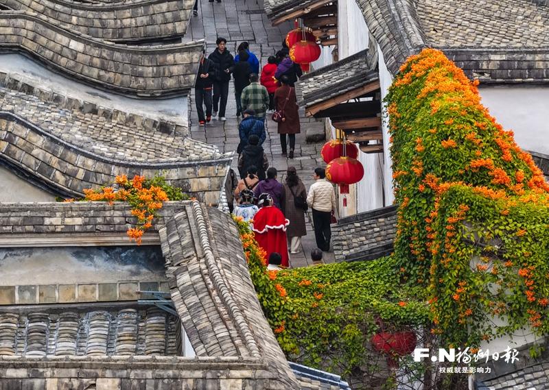 一座坊巷一抹橙！三坊七巷炮仗花开启“瀑布”模式