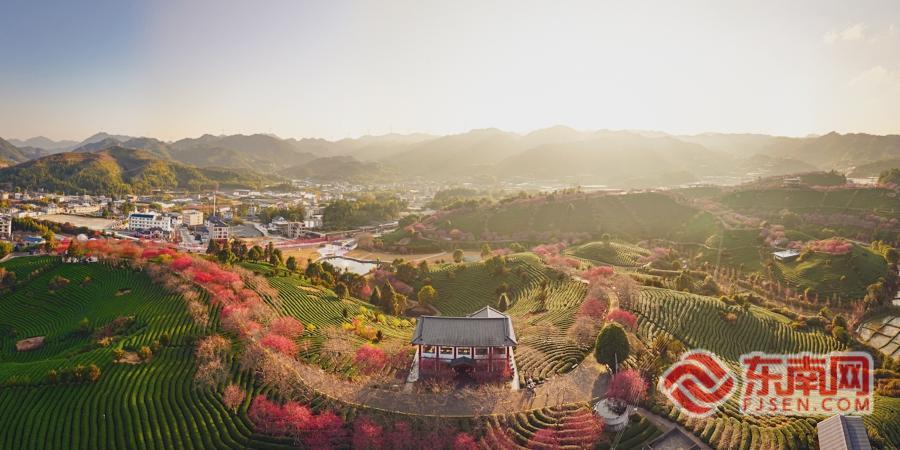 龙岩漳平市第十五届樱花文化旅游节启幕