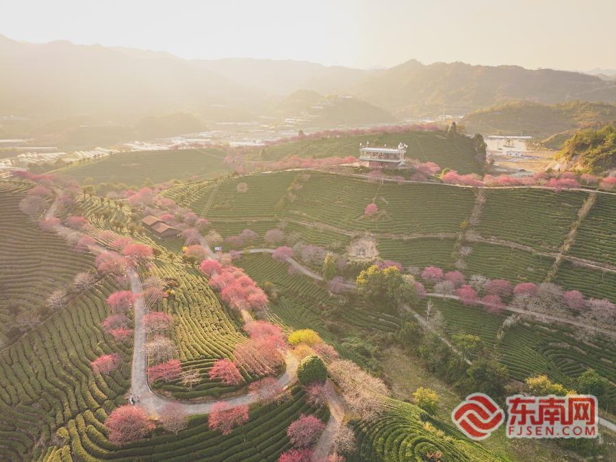 这个春天，来永福赏樱品茗！五条精品线路解锁漳平文旅新体验