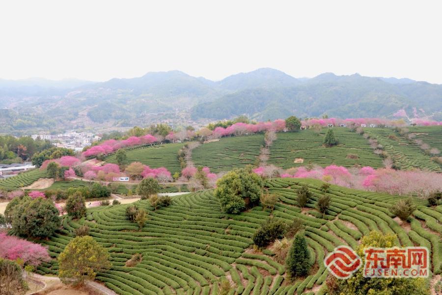 这个春天，来永福赏樱品茗！五条精品线路解锁漳平文旅新体验