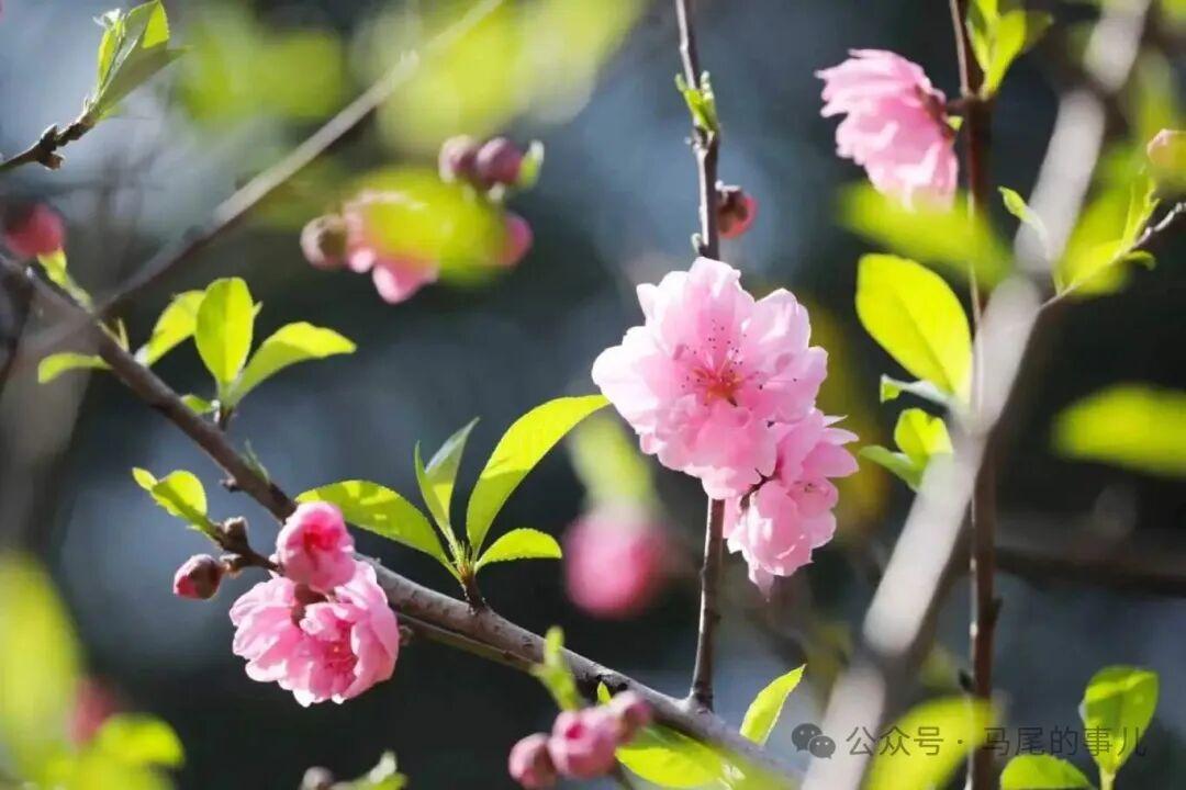 福州罗星塔公园桃花开了，春日打卡冲鸭！