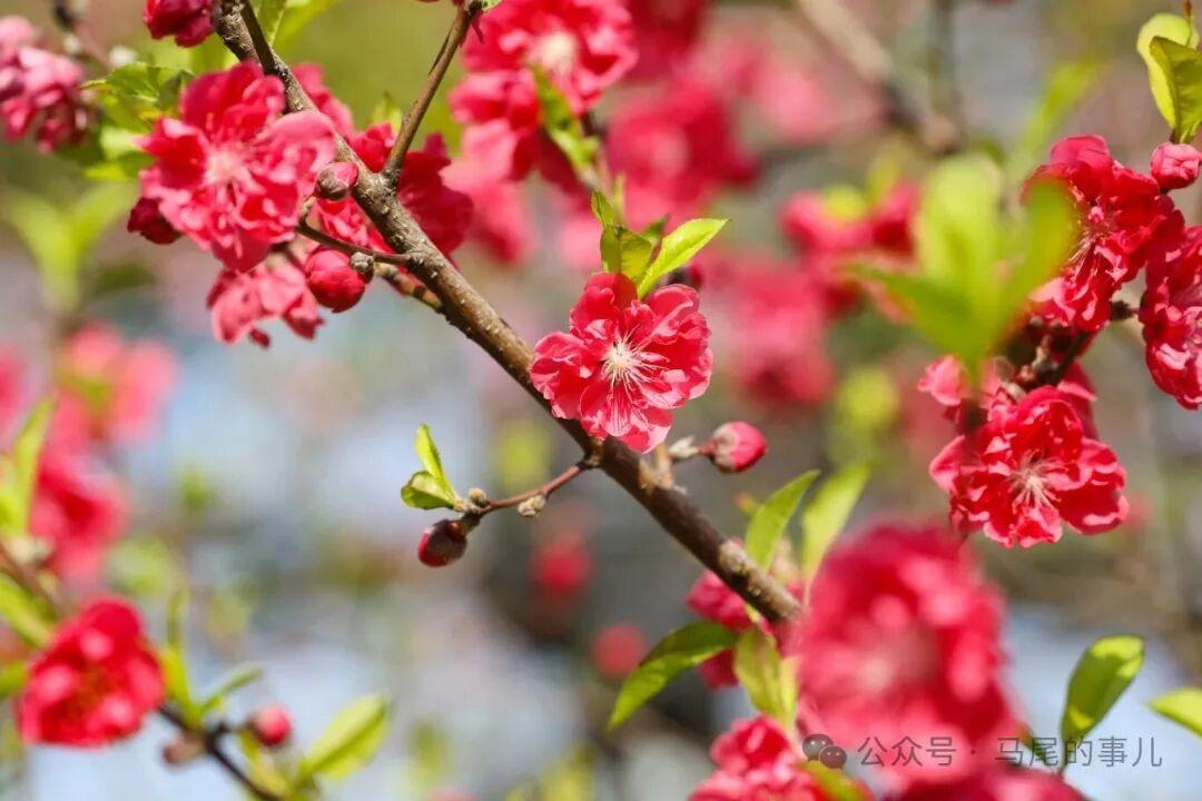 福州罗星塔公园桃花开了，春日打卡冲鸭！