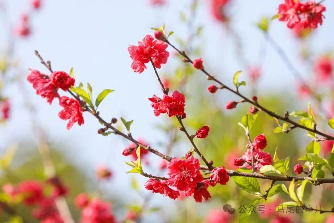 福州罗星塔公园桃花开了，春日打卡冲鸭！