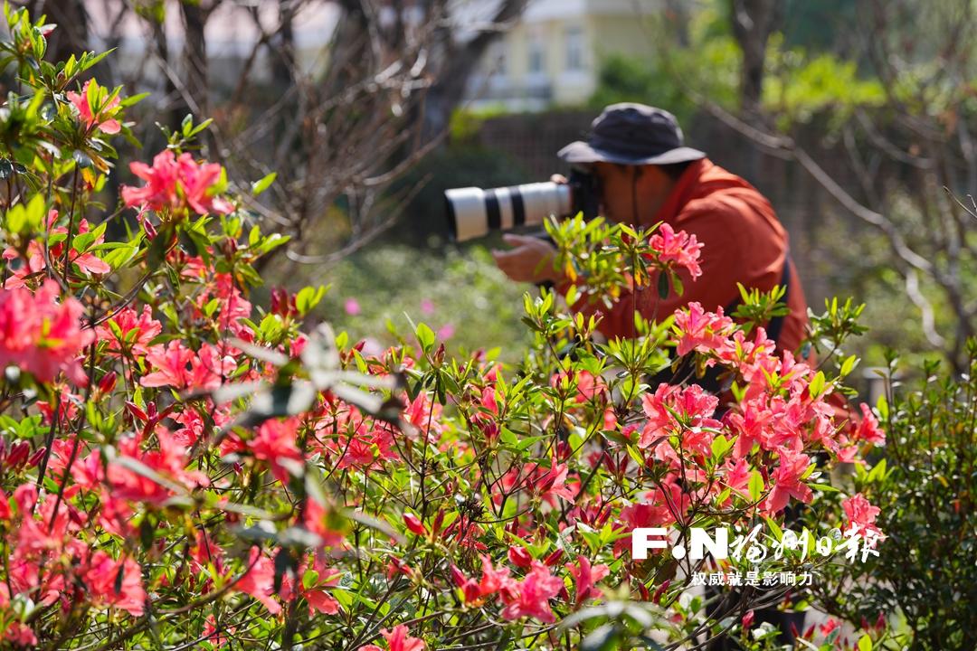 福州琴亭湖公园杜鹃花展16日开展