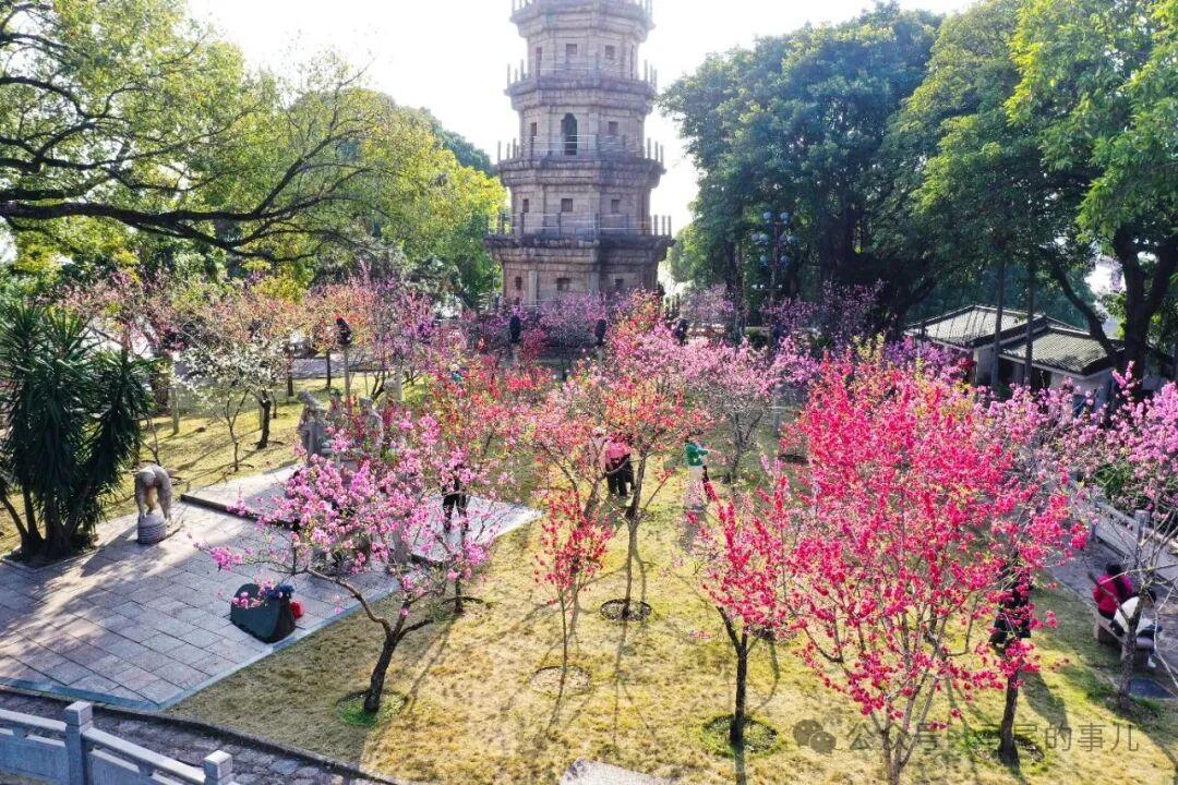 福州罗星塔公园桃花开了，春日打卡冲鸭！
