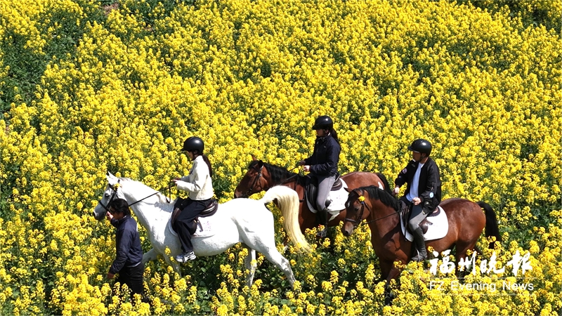 福州马尾琅岐2000亩油菜花盛放 月底将推出骑马赏花、美食品鉴体验项目