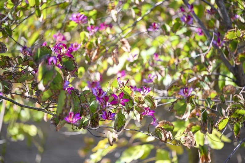 平潭：厚植生态底色 精雕城市颜值