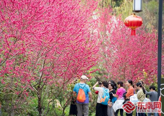 泉州永春：十里桃花见证“宋囍”良缘