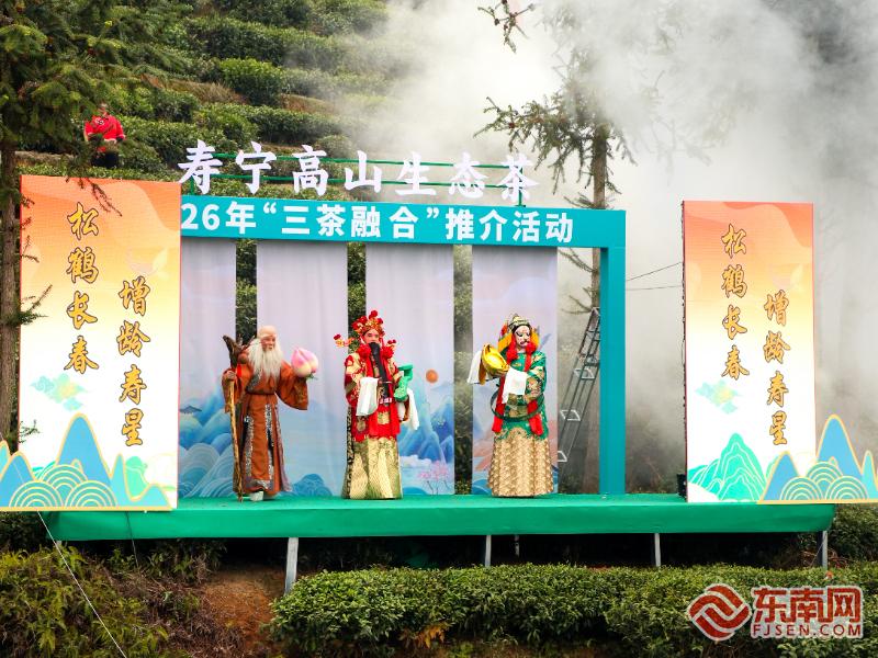 春茶飘香振兴路 寿宁高山生态茶“三茶融合”推介活动举行