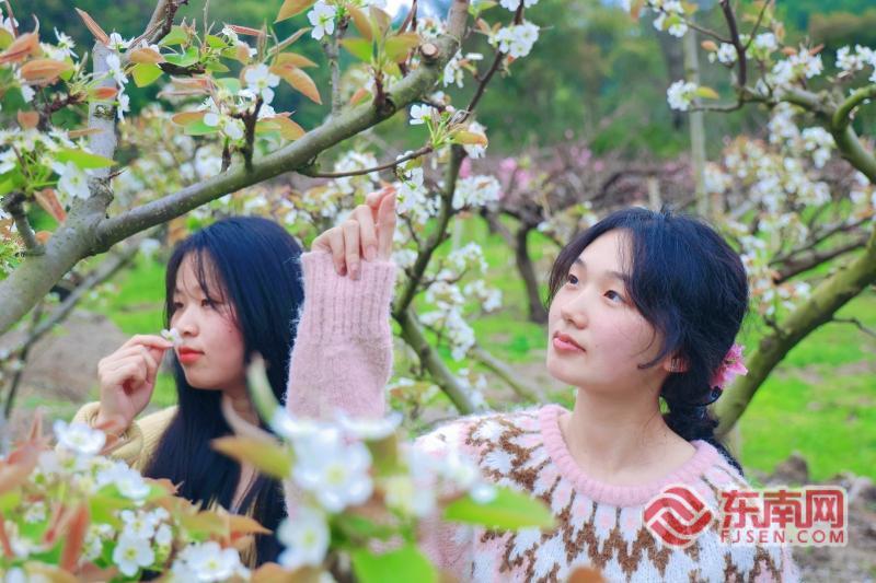 三明泰宁：花海引客 共赴春约