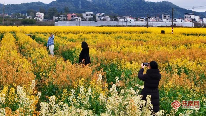 武夷山下 理想建阳——建阳“六境三十六坊”织就环带“小而美”新画卷