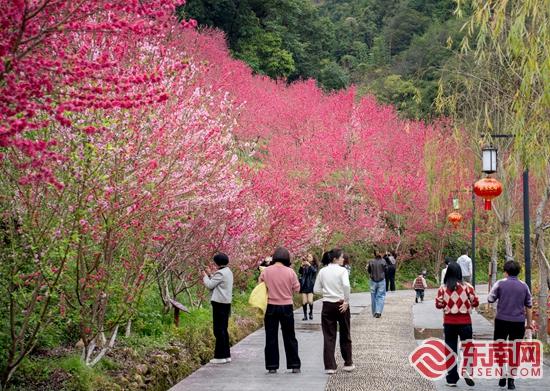 泉州永春：十里桃花见证“宋囍”良缘