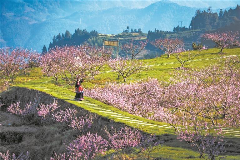 宁德周宁：繁花漫山野 春游正当时