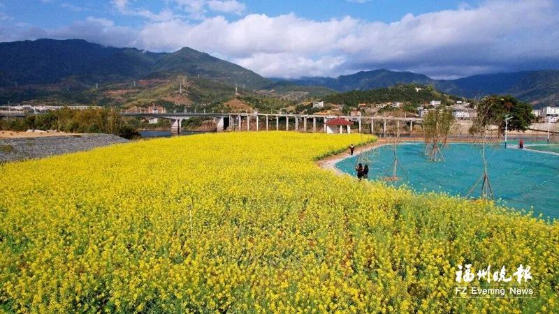 樱花李花油菜花开成海 闽清春日繁花醉游人