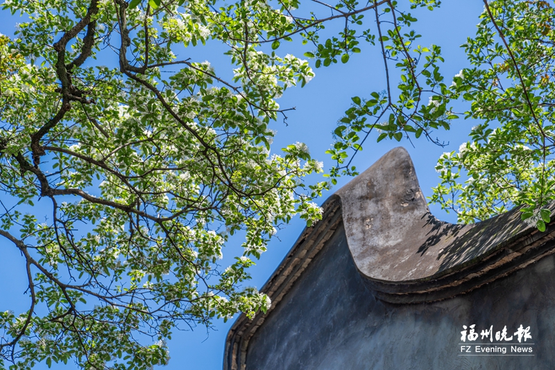 来沈葆桢故居赏浪漫“四月雪” “流苏一笑来”花会10日举办