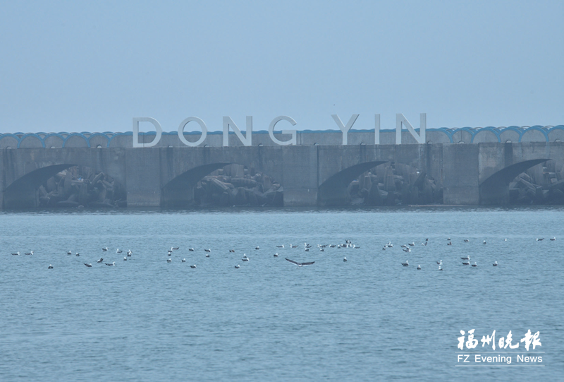 马祖东引迎来赏鸥好时节