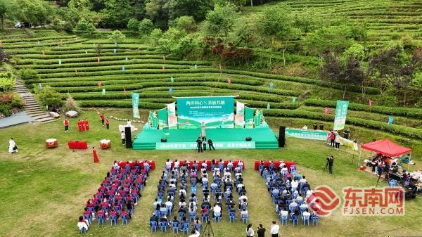 三明泰宁县举办第七届“两岸同心·茶旅共融”采茶交流活动