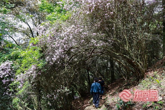 漳州华安：银和杜鹃次第开 高山花海引客来