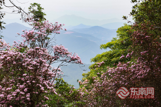 漳州华安：银和杜鹃次第开 高山花海引客来