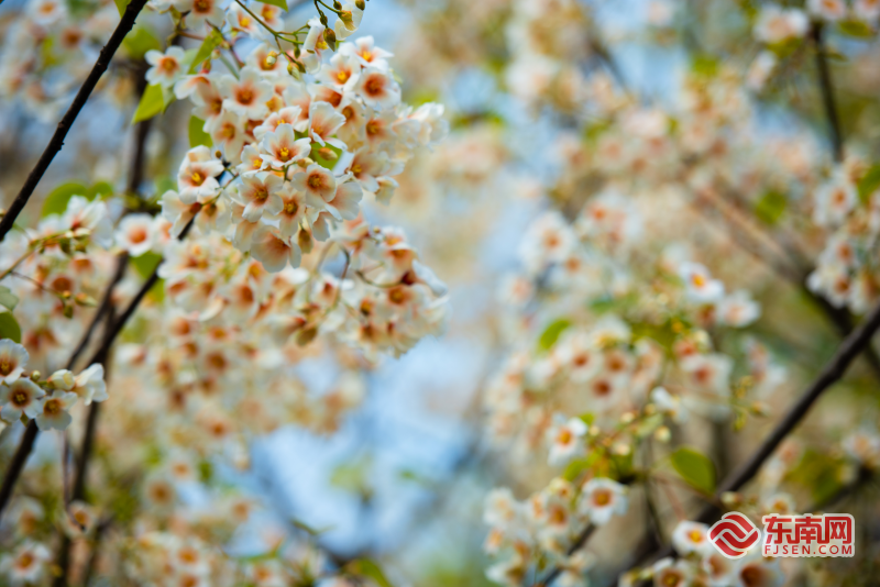 泉州永春县仙夹镇第五届油桐花赏花季浪漫启幕