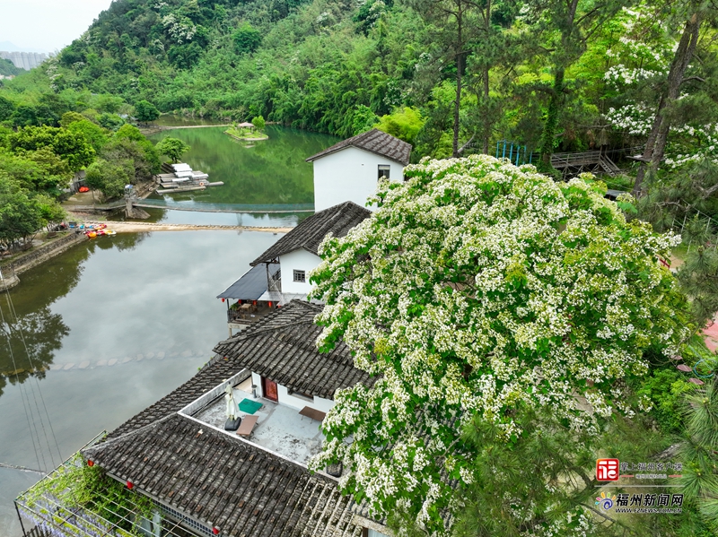 福州旗山国家森林公园 木油桐花盛放