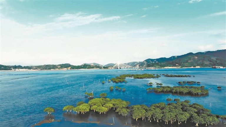 宁德八尺门内湾从“生态痛点”变身“滨海画廊”