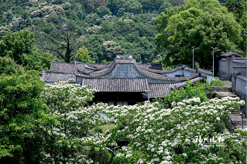 福州闽清桥东村：以文润村 以产兴村