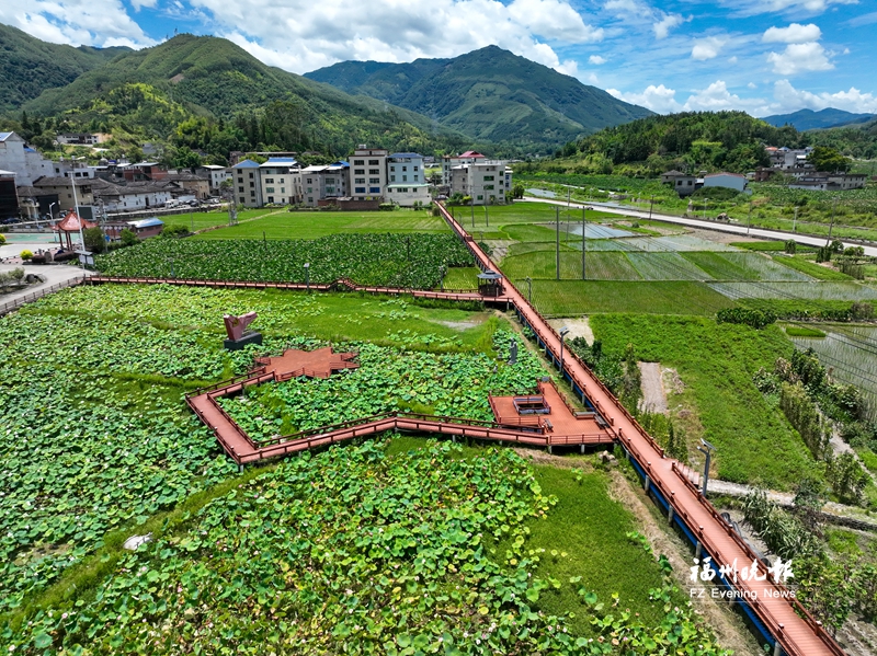 福州闽清莲宅村：红韵润沃土 “五莲”聚民心
