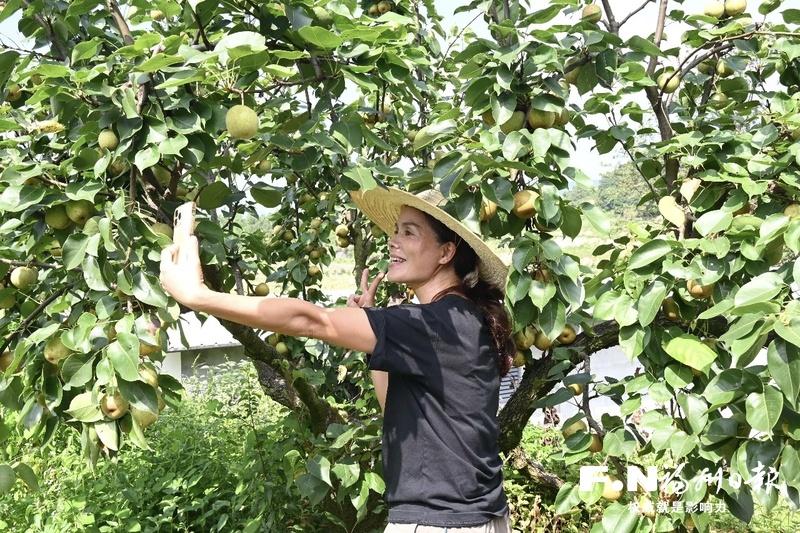 闽侯白沙：千株青花梨挂果 “串”起乡村致富链