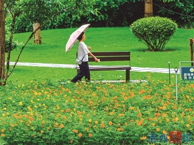 花海盛放 点亮夏日鹭岛