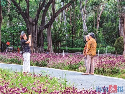 花海盛放 点亮夏日鹭岛