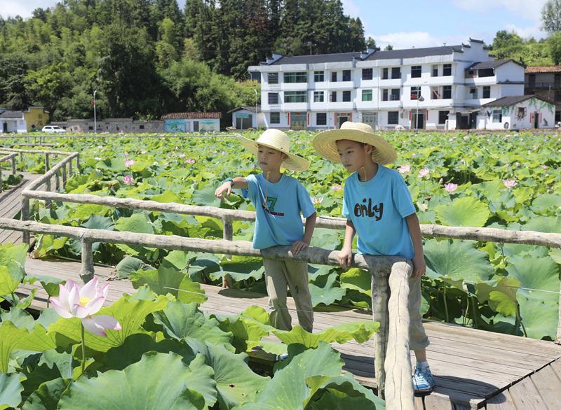 三明泰宁：富硒地里种荷花 王坑村走出农文旅融合路