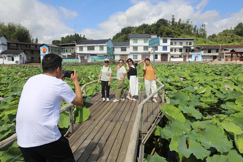 三明泰宁：富硒地里种荷花 王坑村走出农文旅融合路