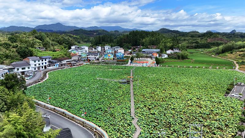 三明泰宁：富硒地里种荷花 王坑村走出农文旅融合路