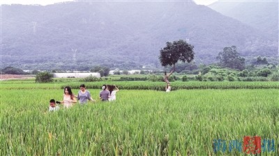 厦门观察 | “孤独树”走红 流量如何变留量