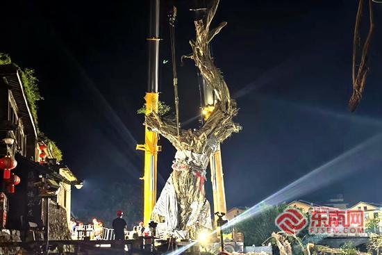 漳州云水谣古榕树完成扶正 后续复壮管护持续开展