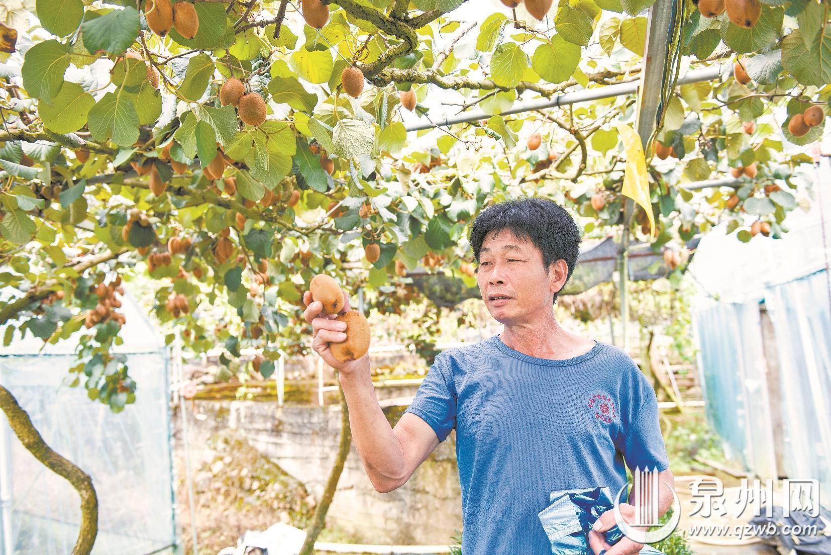 德化：特色果业激活乡村振兴新动能