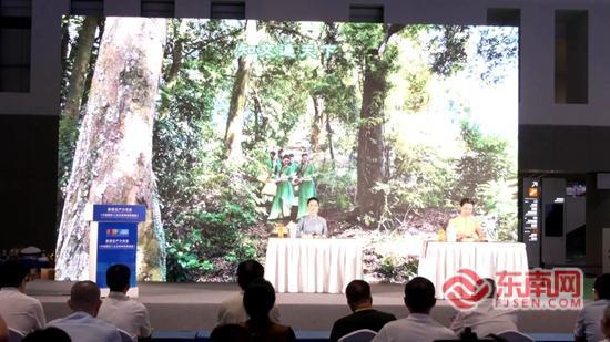 香赋盛会闽韵通全球 云霄黄观音亮相第二十六届投洽会