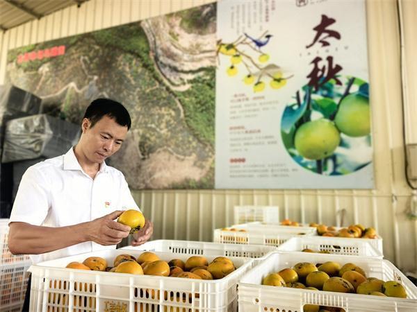 三明永安：太秋甜柿促消费暨农文旅采摘乐享会启幕