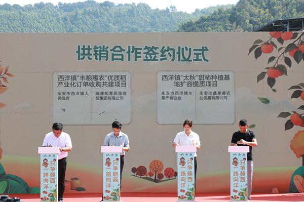 三明永安：太秋甜柿促消费暨农文旅采摘乐享会启幕