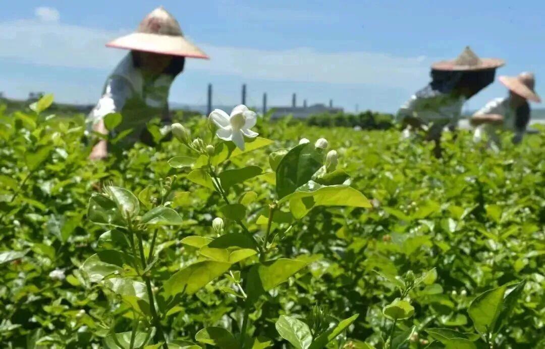 清新福建 何以非遗 | “非遗好礼”出炉，解锁传统文化新表达