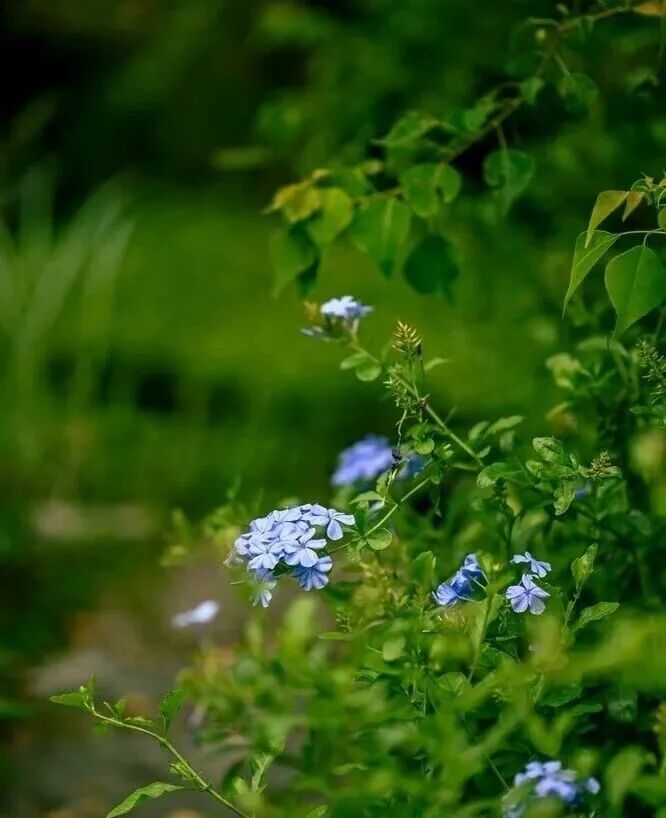 美如画！鼓岭蓝色花海盛放！