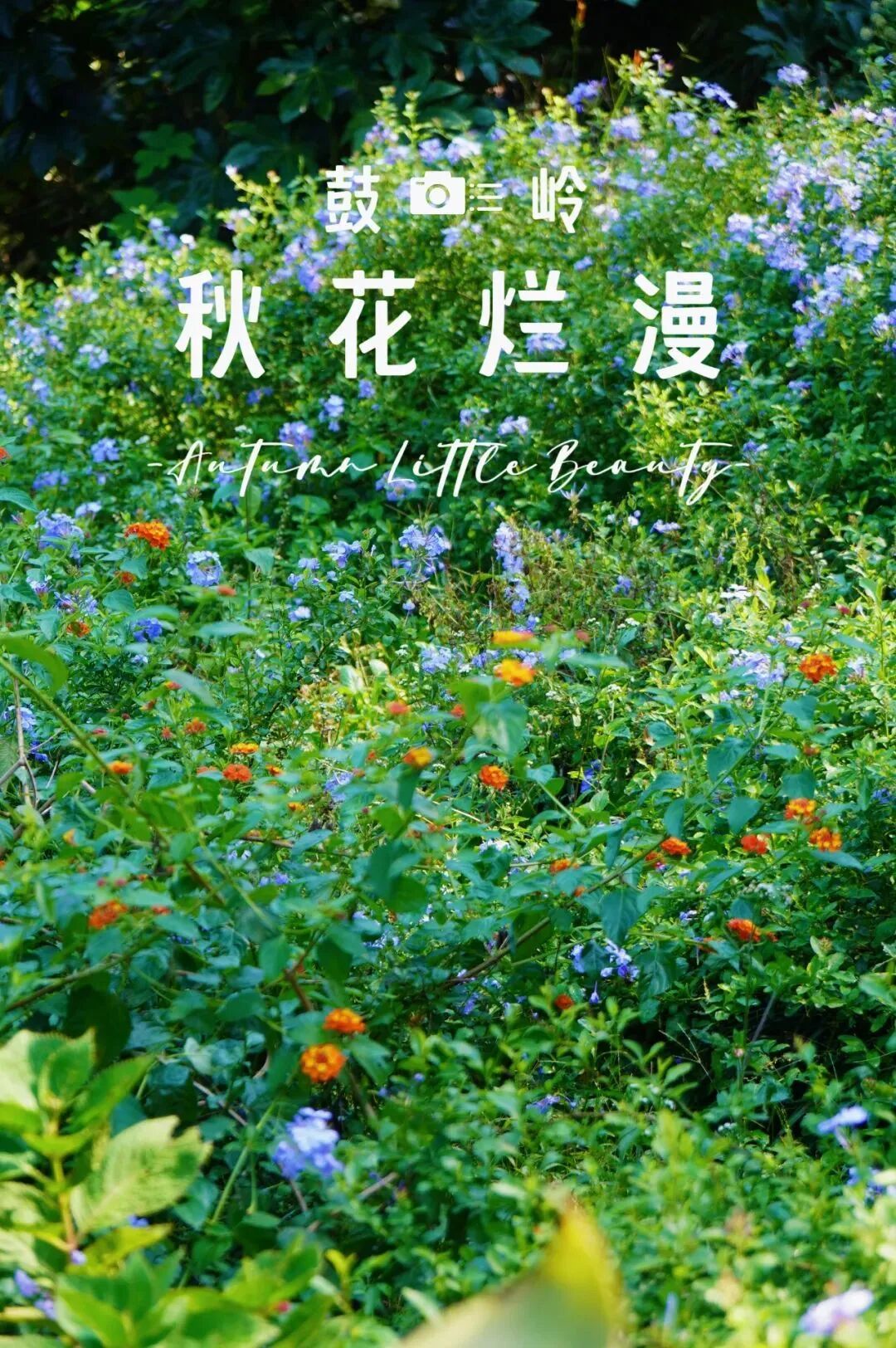 美如画！鼓岭蓝色花海盛放！